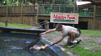 Alligator Farm